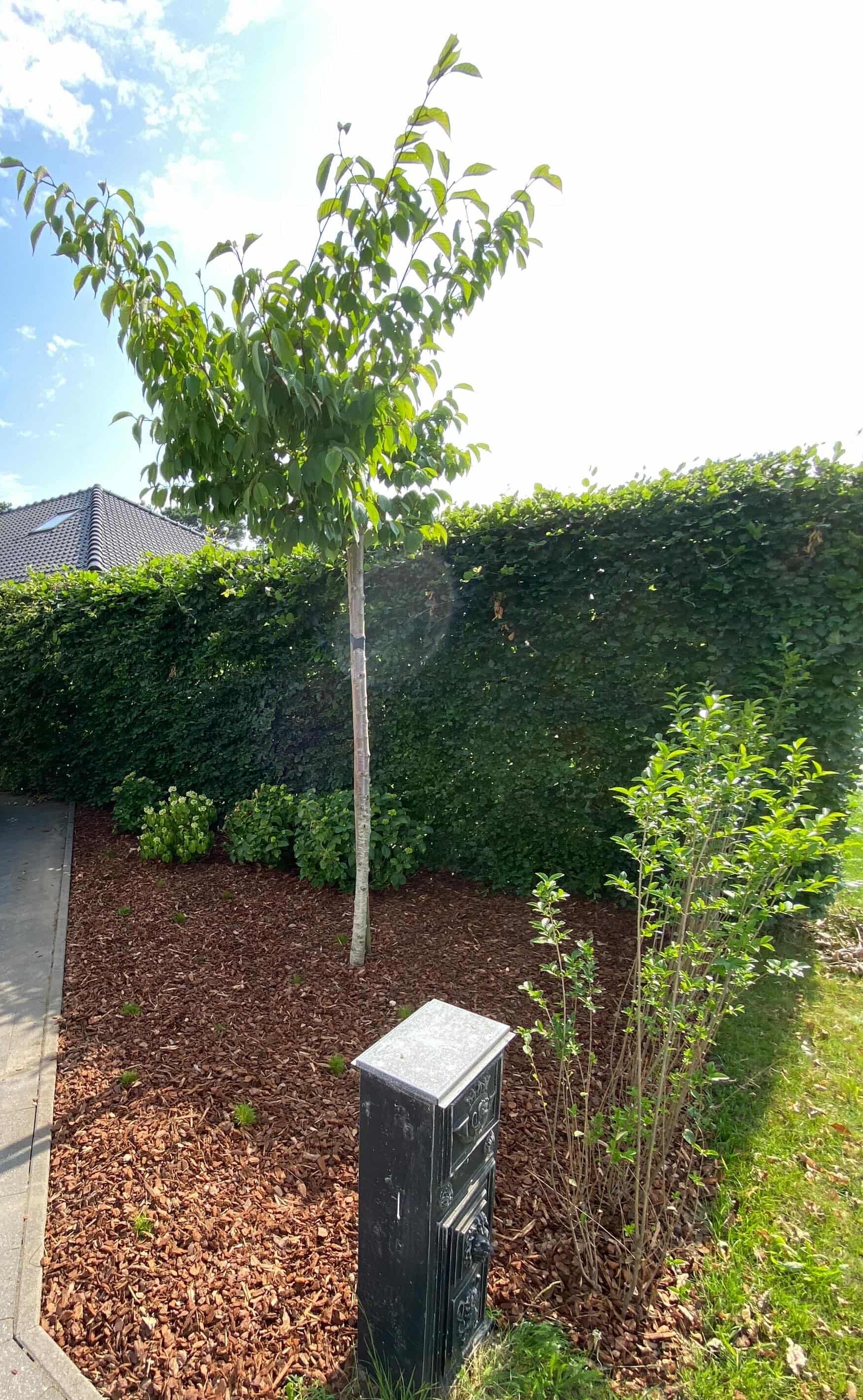 Groenonderhoud met beplanting en snoeien door TuinXpert